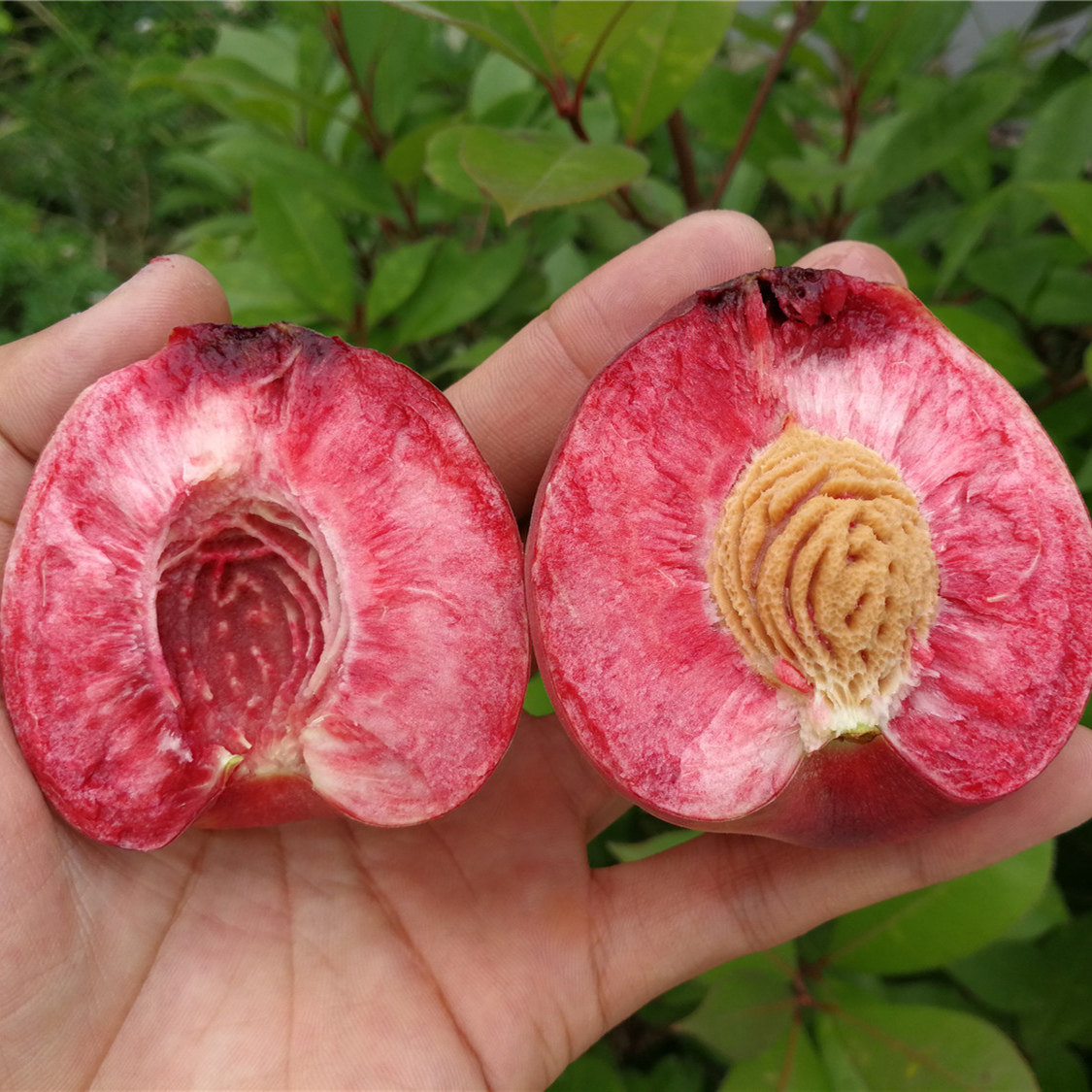 新鲜现摘血桃5斤当季整箱应季朱砂桃