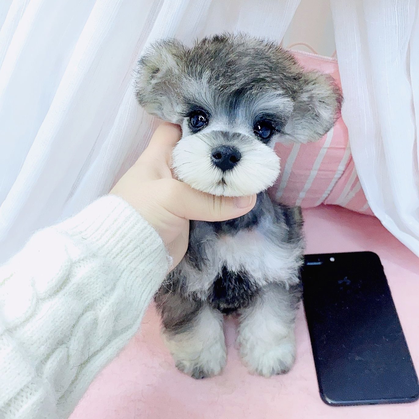 标准型中毛萨摩家庭精品椒盐米奇耳雪纳瑞性格狗狗