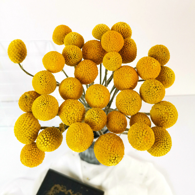 精选级黄金球干花花束风干真花ins小清新居家装饰干花