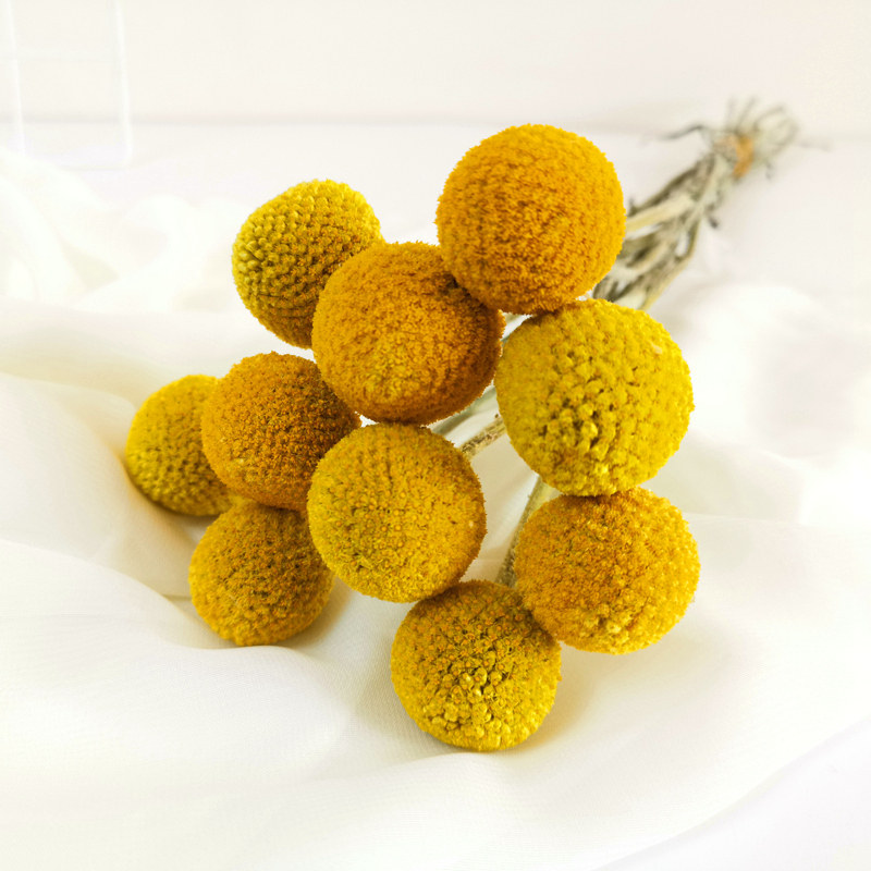 精选级黄金球干花花束风干真花ins小清新居家装饰干花