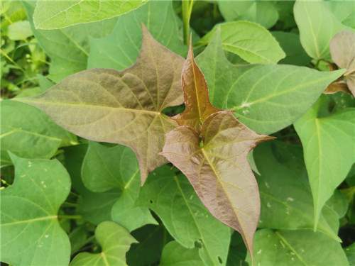环保庭院地瓜可食用四季种植阳台红薯白薯叶叶绿植