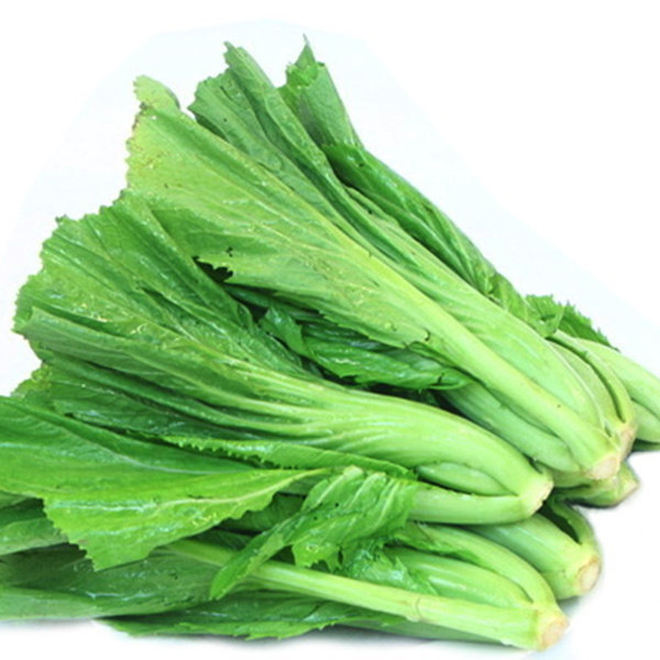 青菜光头芥菜种子菜种庭院楼顶种植根茎蔬菜绿植