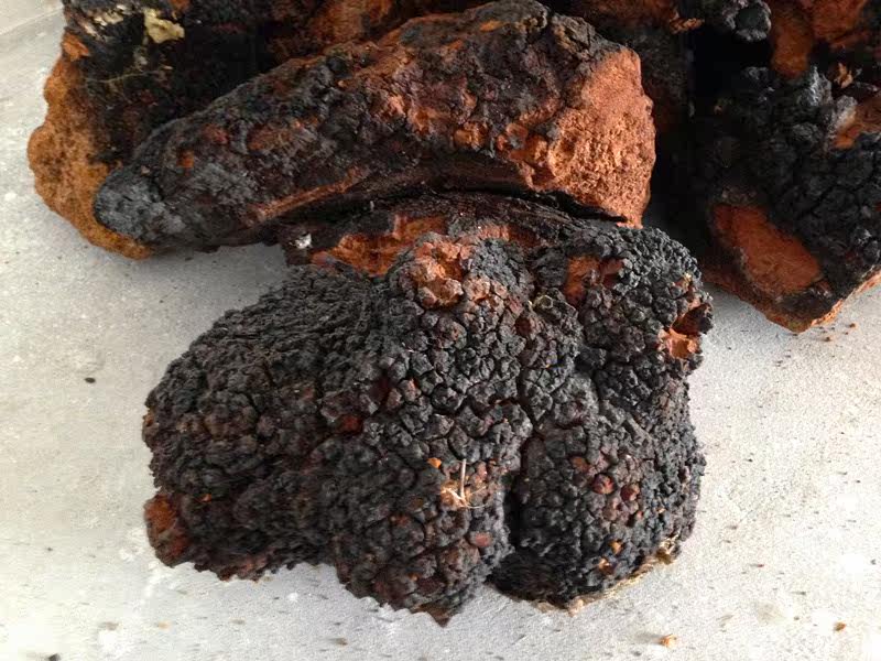 西藏直发纯野生桦褐孔菌白桦茸桦树泪1斤包邮