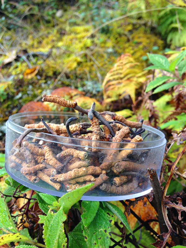 西藏林芝实体店发货野生正品新鲜那曲冬虫夏草 虫草断草 1克