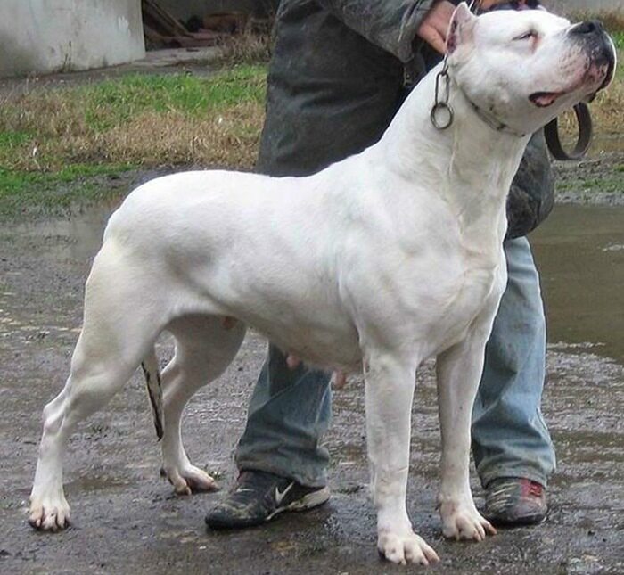 纯种活体杜高犬幼犬大型卡斯罗犬黑背德国牧羊犬黑狼幼犬配种服务