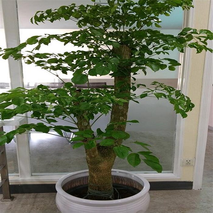 幸福树平安树大型植物客厅盆栽绿植植观叶盆景盆景大型绿植