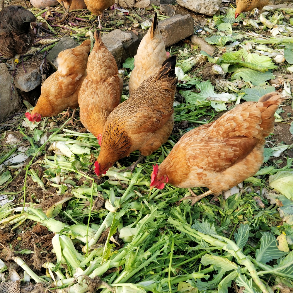 土鸡老母母鸡2年一只1500g新鲜草鸡鸡肉正宗整鸡