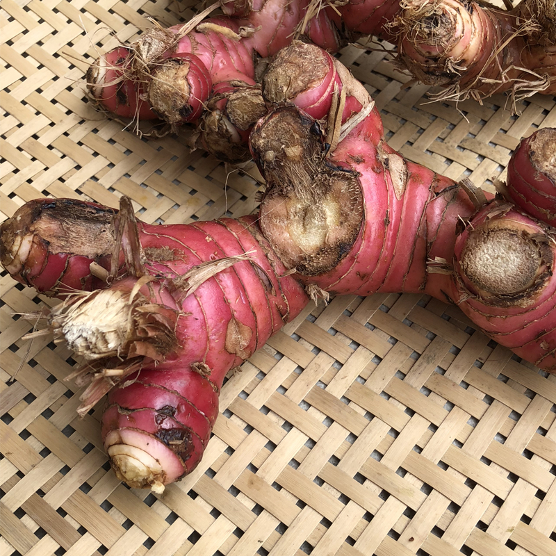 新鲜野生调料功配冬阴泰国南姜姜泰国潮汕潮州生姜