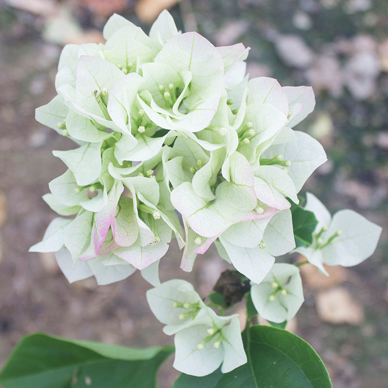 樱花白雪公主绿叶纯白三角梅带花盆盆栽老桩白绿时令草本花卉