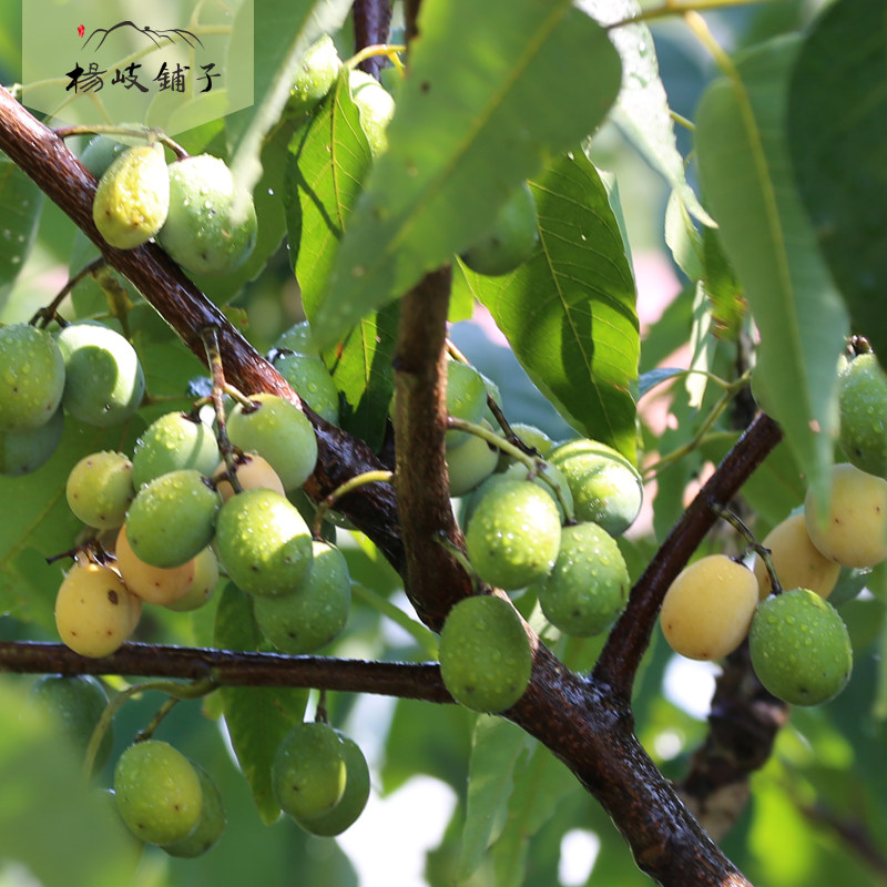 杨岐山萍乡五眼酸枣擂制特产手工江西枣粒野山枣类制品