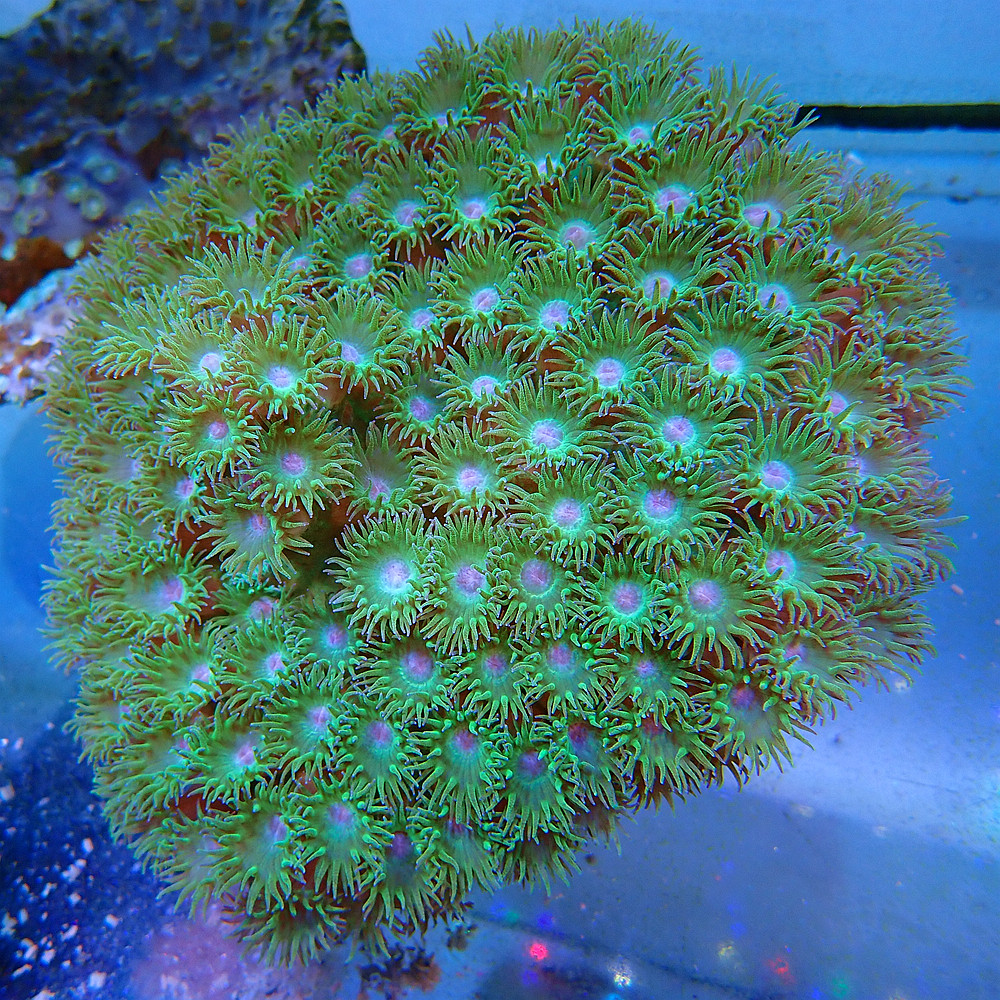 海水圆盘珊瑚马蹄海洋活体水缸生物水族观赏鱼