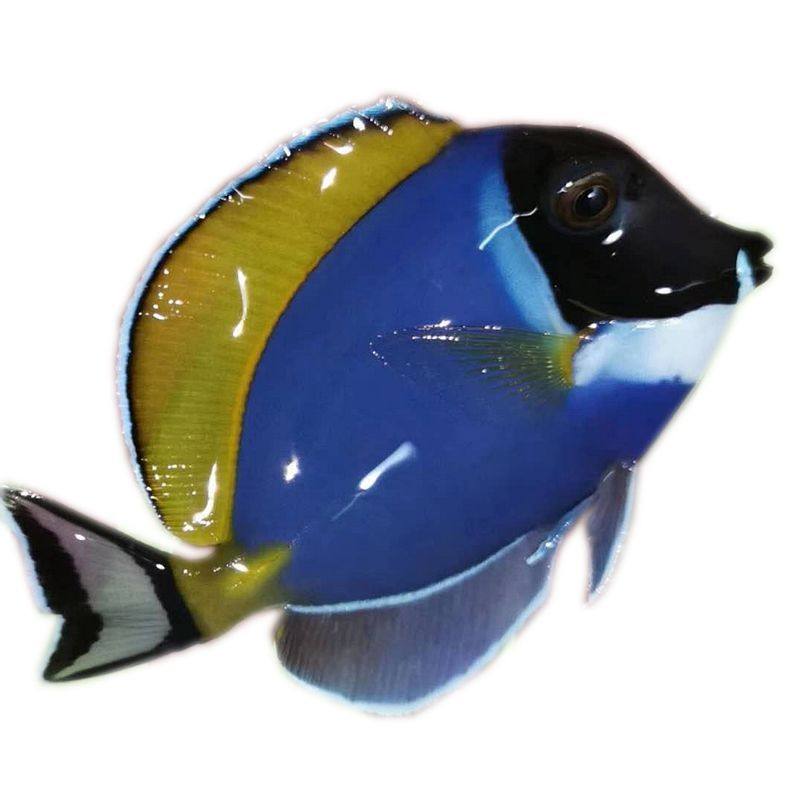 粉蓝海水观赏鱼活体吊类食藻快递发货定水包活蓝鱼