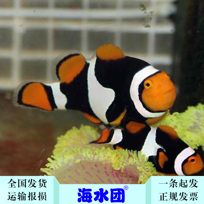 背心海水小丑鱼全黑活体观赏鱼公子鱼