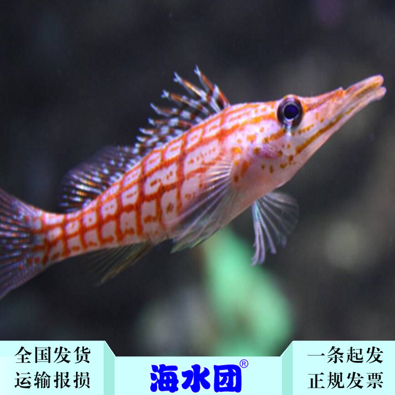 尖嘴拍下选货顺丰报损海水神仙鹰鲷红格鱼