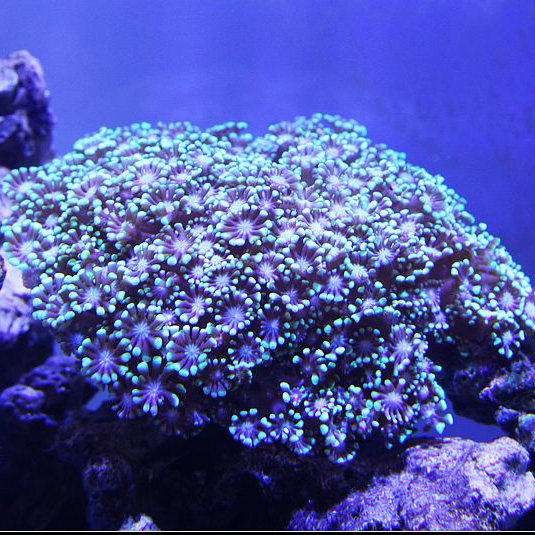 双色双色茉莉茉莉花珊瑚珊瑚海海葵海水鱼缸活体幻彩其它水族宠物