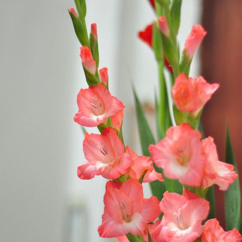 剑兰鲜花兰花插花云南南昆明基地直发直批花束鲜花速递同城