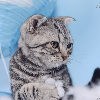 美短猫美国短毛猫银虎斑标斑猫咪活幼体纯种起司加白