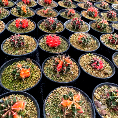 肋骨牡丹锦绯锦实生仙人一物一拍办公桌阳台盆栽美观防辐射多肉植物