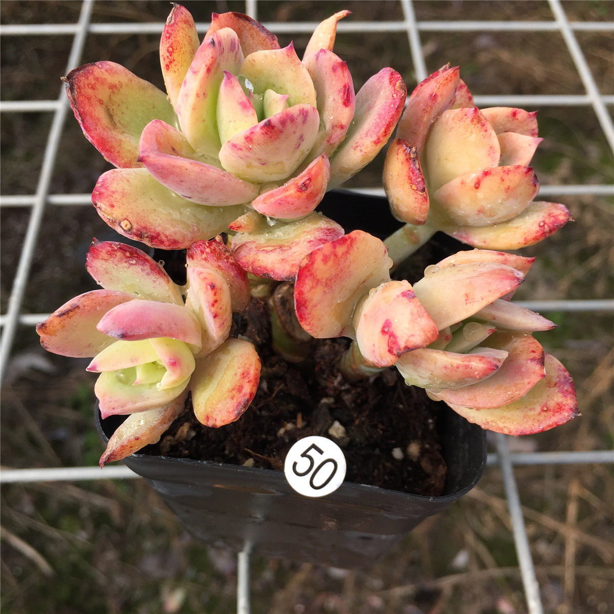 金辉小老桩群生多头柠檬果冻色多植物乔伊状态多肉植物