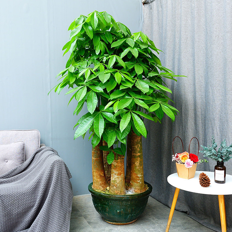 顺米大单杆发财树盆栽大型五杆发财树室内植物大粗杆乔迁绿植盆栽