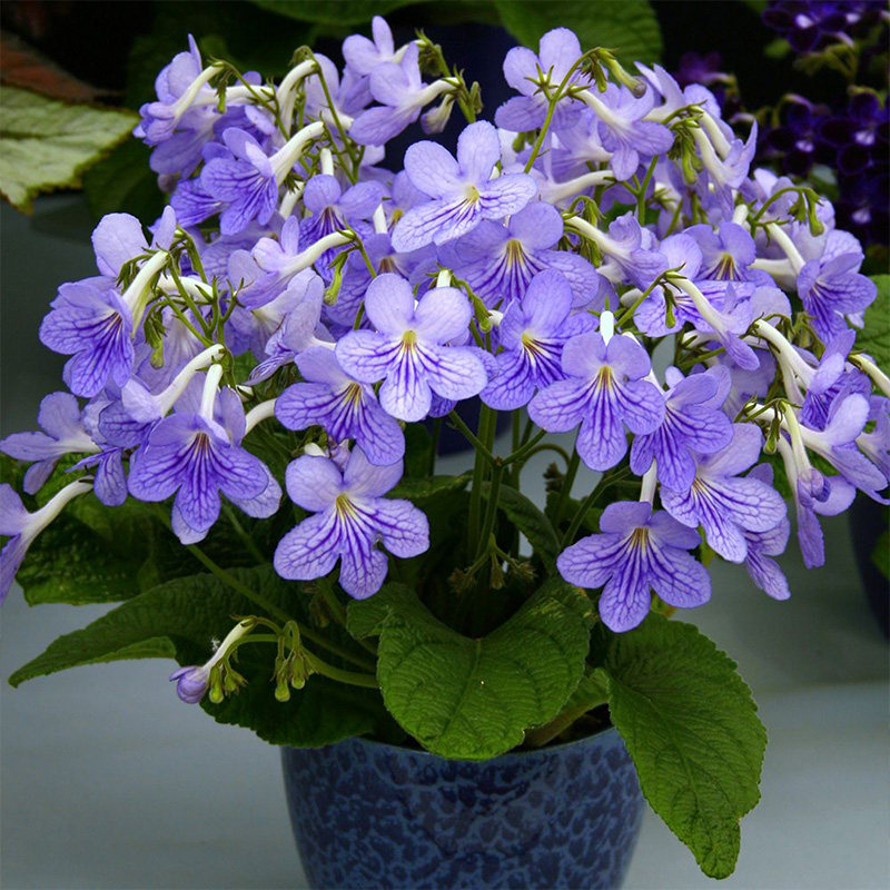 堇兰盆栽虹越120室内内爆花花花卉苦苣长筒花卉