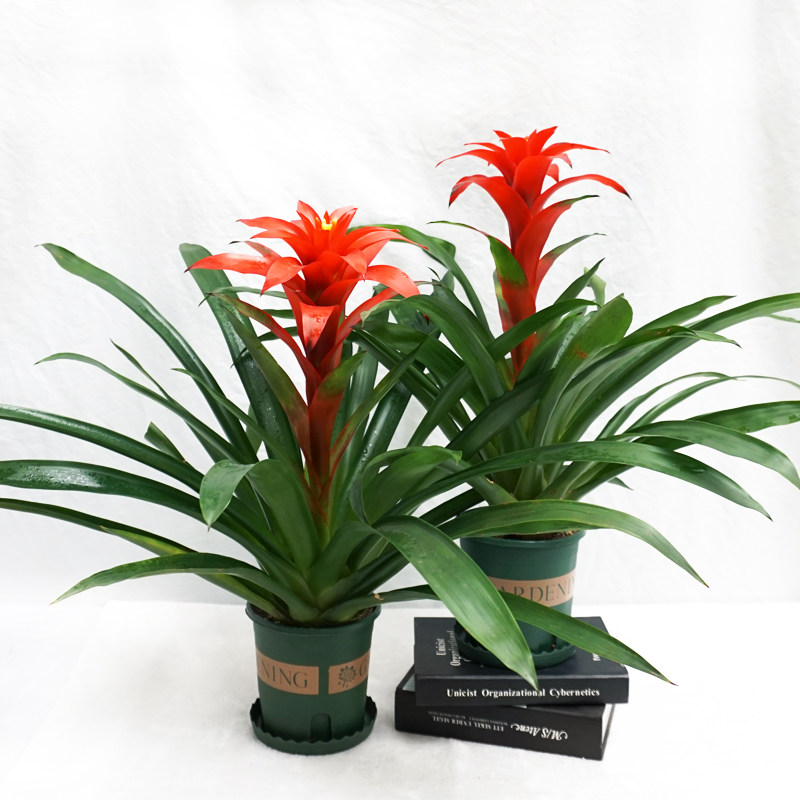 鸿运当头盆栽白掌一帆风顺室内办公室绿植懒人花卉水培时令草本花卉