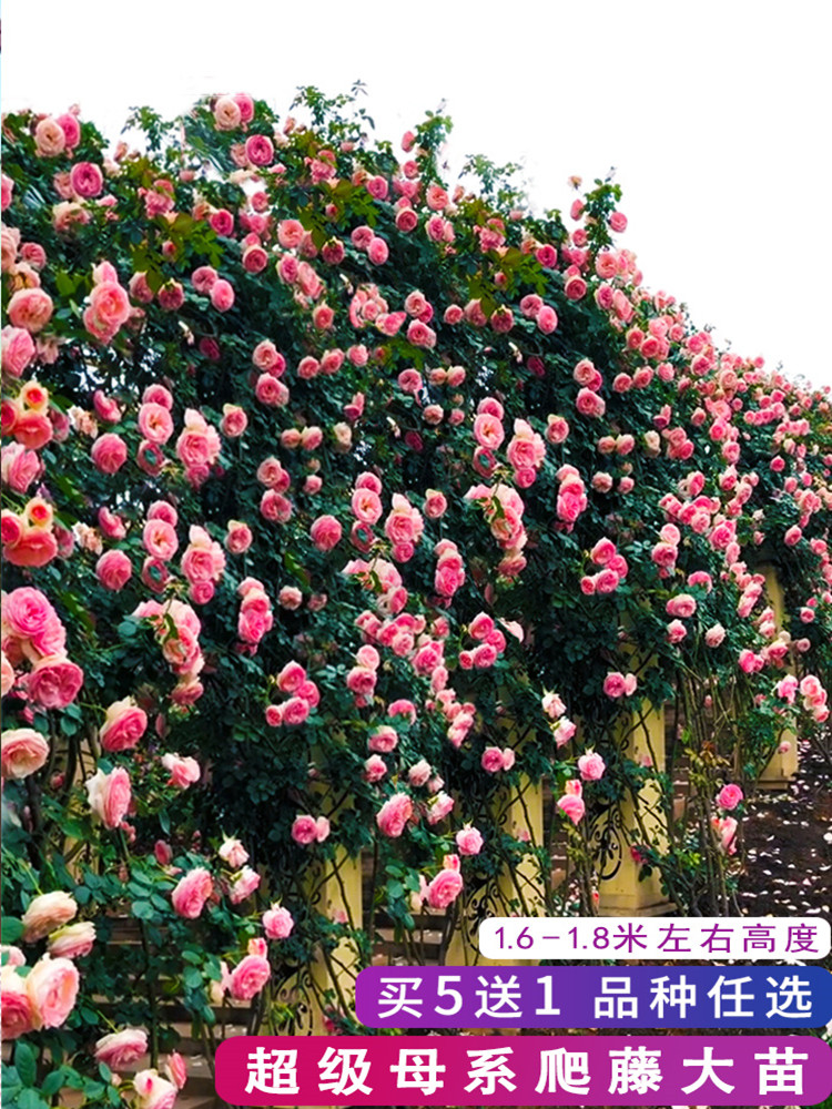 爬藤蔷薇母系大苗月季月季花花苗盆栽庭院花卉时令草本花卉