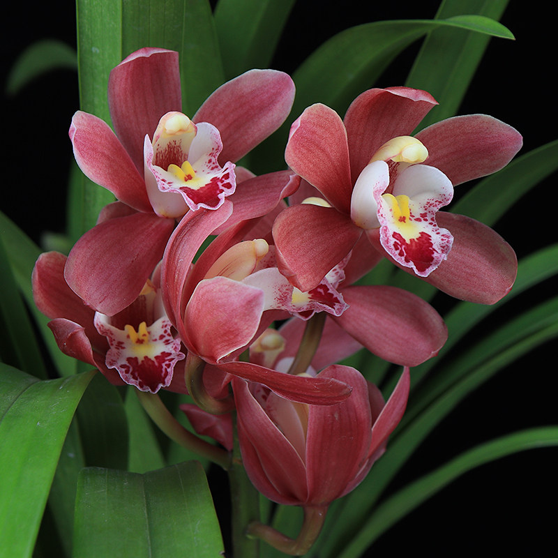 兰花花苗花苞红宝石墨兰盆栽名贵室内四季好养花卉