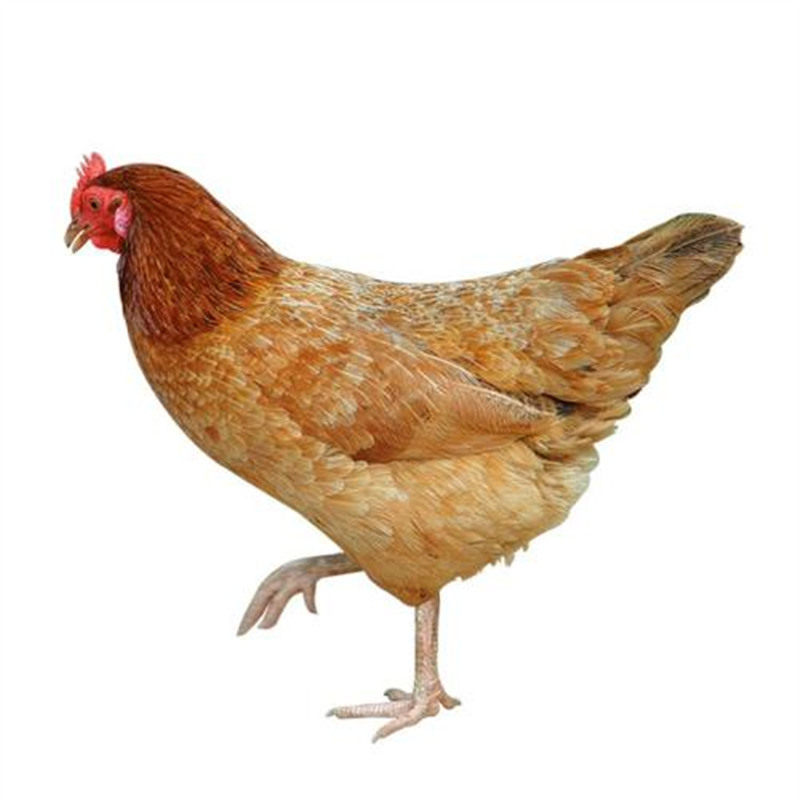 月子子鸡正宗土鸡农家新鲜大别山老鸡笨老母鸡整鸡