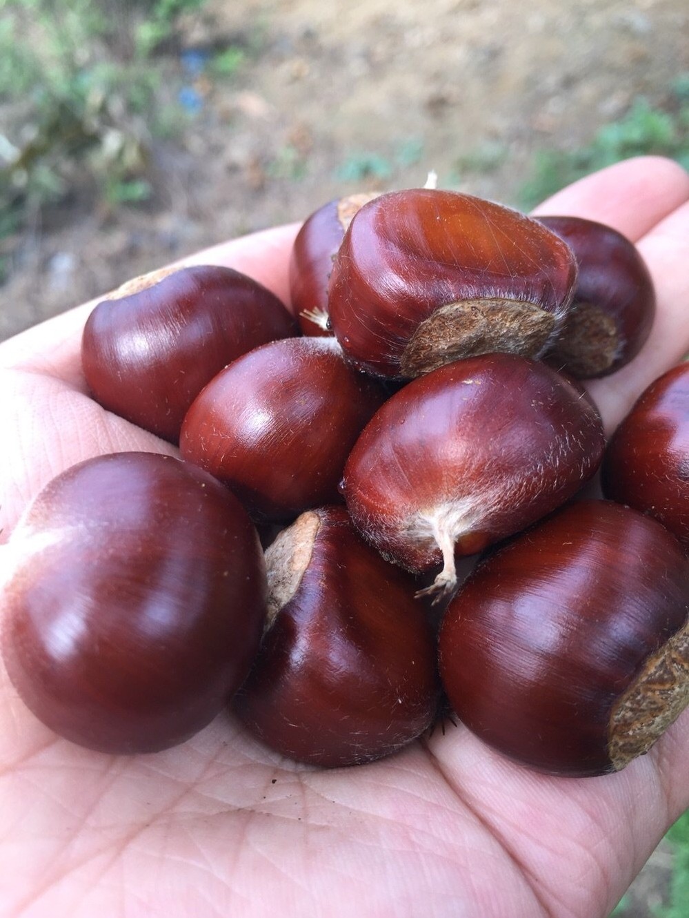 板栗 生 新鲜 迁西板栗正宗野生燕山生板栗5斤油栗毛栗子新鲜小栗