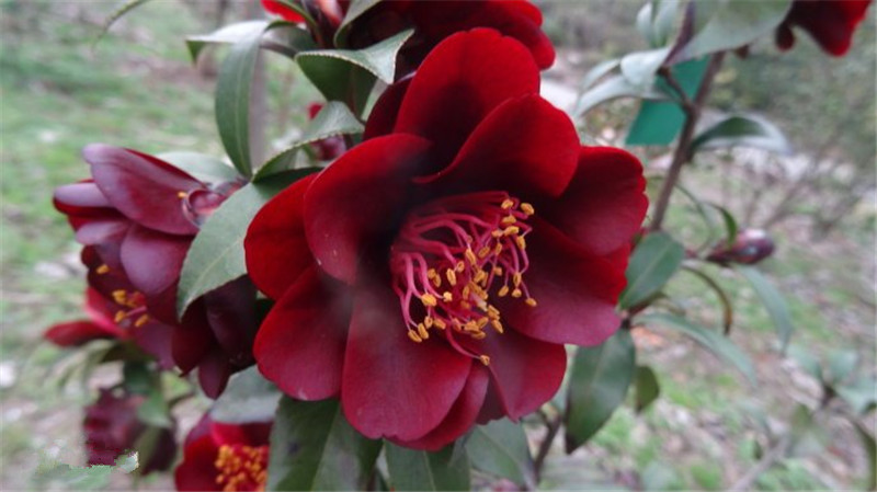 黑骑士山茶花盆栽名贵黑红红色嫁接树苗花卉黑色时令草本花卉