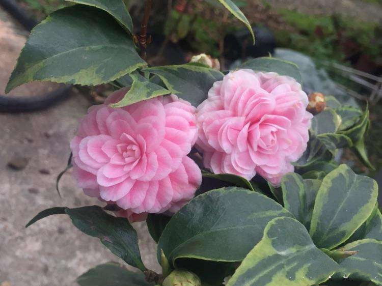 金边十八学士茶花盆栽名贵带花苞稀有粉白色永福建正品18树苗龙岩