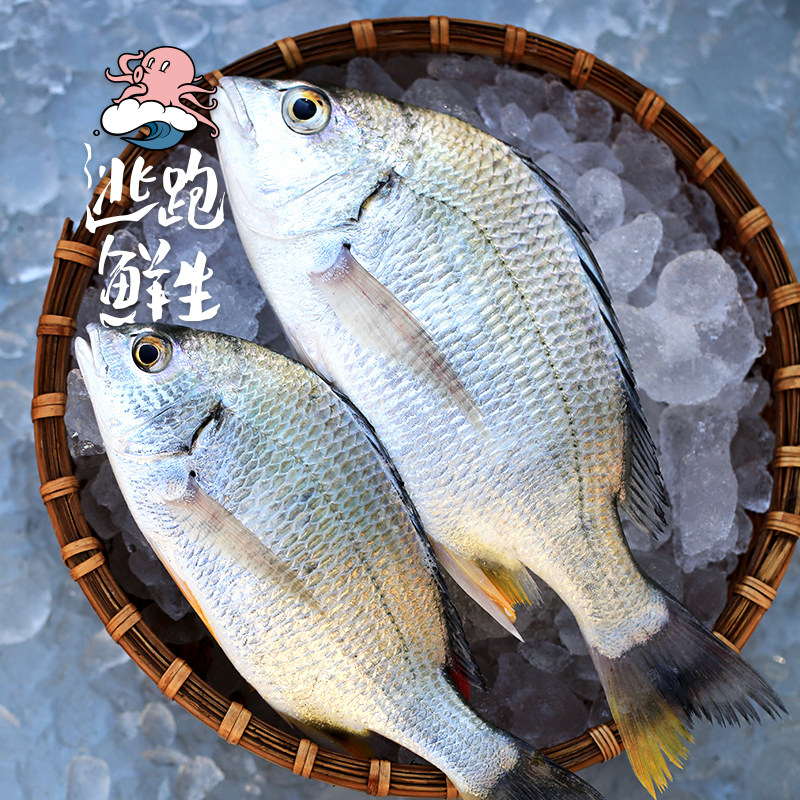 逃跑鲜生黄翅鱼黄刺鱼东山海鲜鲜活海钓新鲜速冻其它
