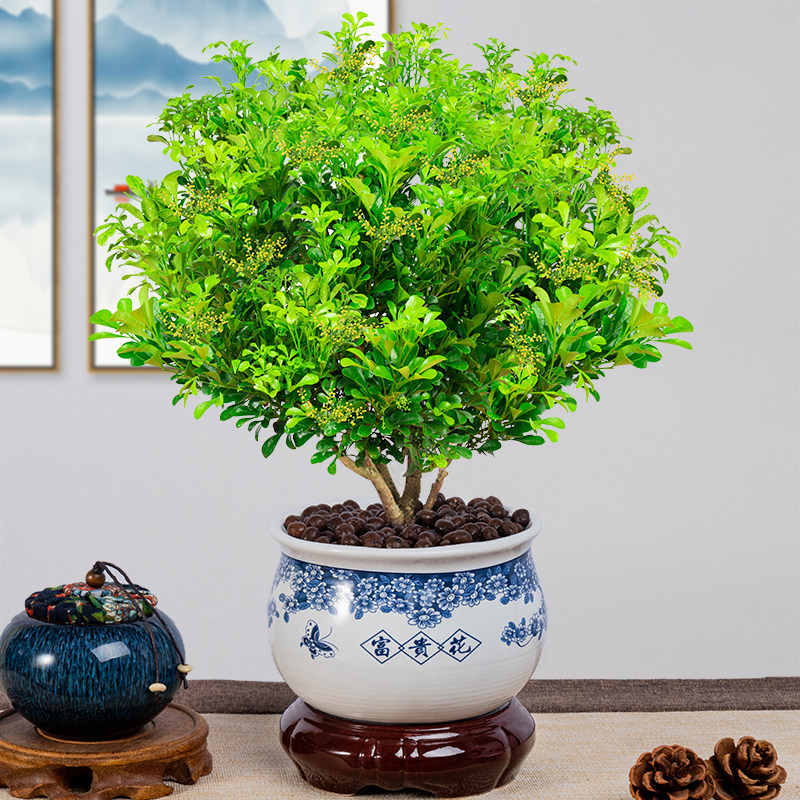 米兰花盆栽花苗浓香香型好养常年很香室内植物花卉