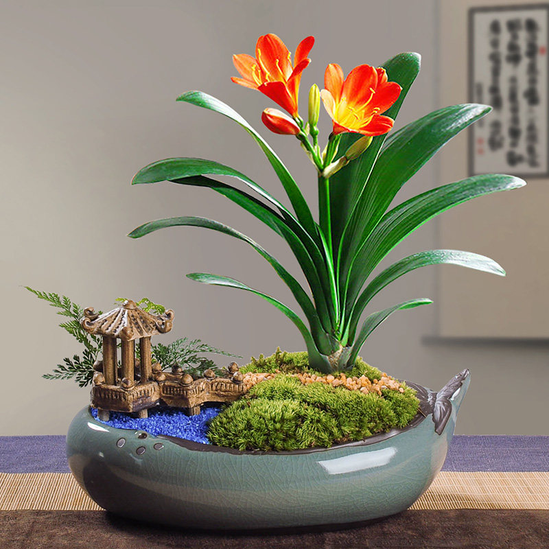 君子兰盆栽含盆绿植四季阳台花卉带盆好养易活大时令草本花卉