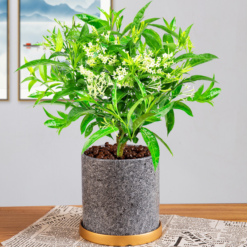 夜来香驱蚊盆栽室内四季好养易活客厅香草植物时令草本花卉