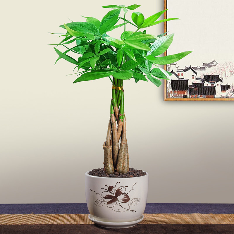 五福发财树盆栽植物室内招财辫子树小盆景办公室绿植