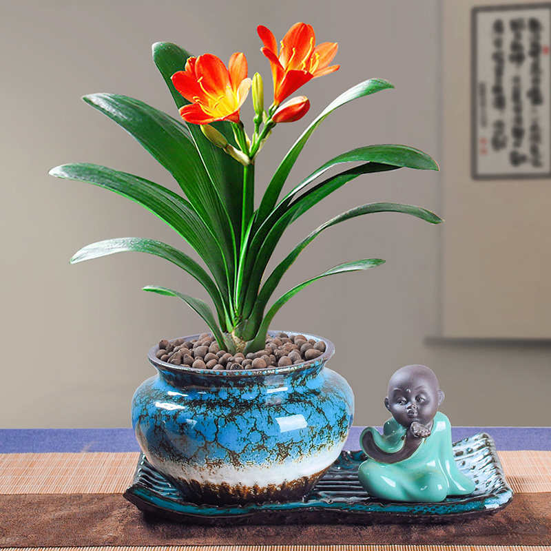 君子兰盆栽含盆绿植四季阳台花卉带盆好养易活大时令草本花卉