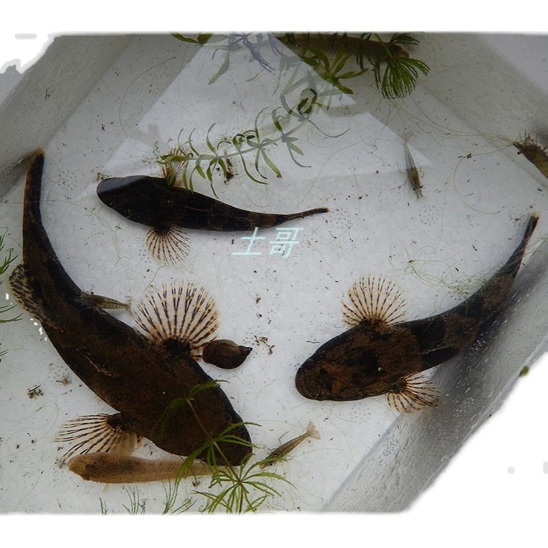 虎头呆子子鱼笋壳鲨塘沙塘土步呆土婆鱼淡水鱼淡水鱼类