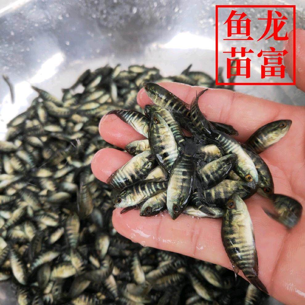 淡水石斑鱼苗花斑石斑鱼养殖食用鱼