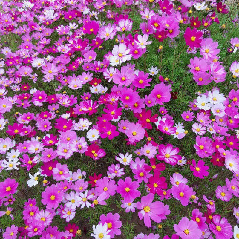 种子格桑花七彩四季易活开花波斯室外阳台庭院家庭园艺种子