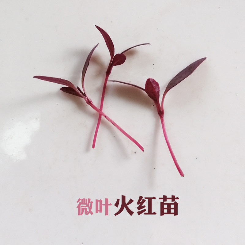 苗种火红菜芽蔬菜微型装饰摆盘西餐红苗安曼家庭园艺种子