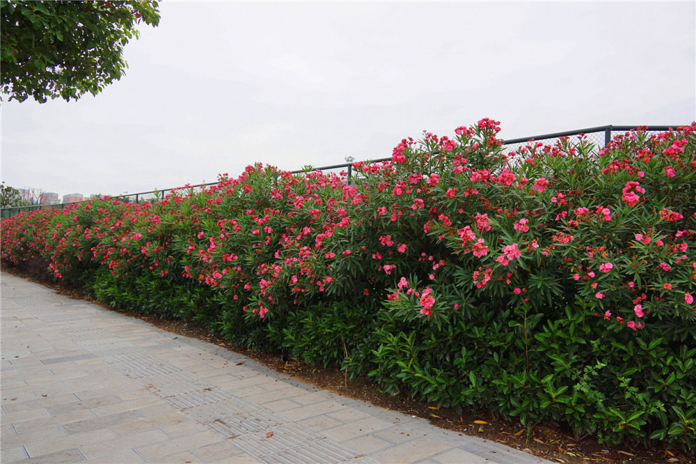 夹竹桃树苗净化空气盆栽花卉柳叶半年红庭庭院绿化时令草本花卉