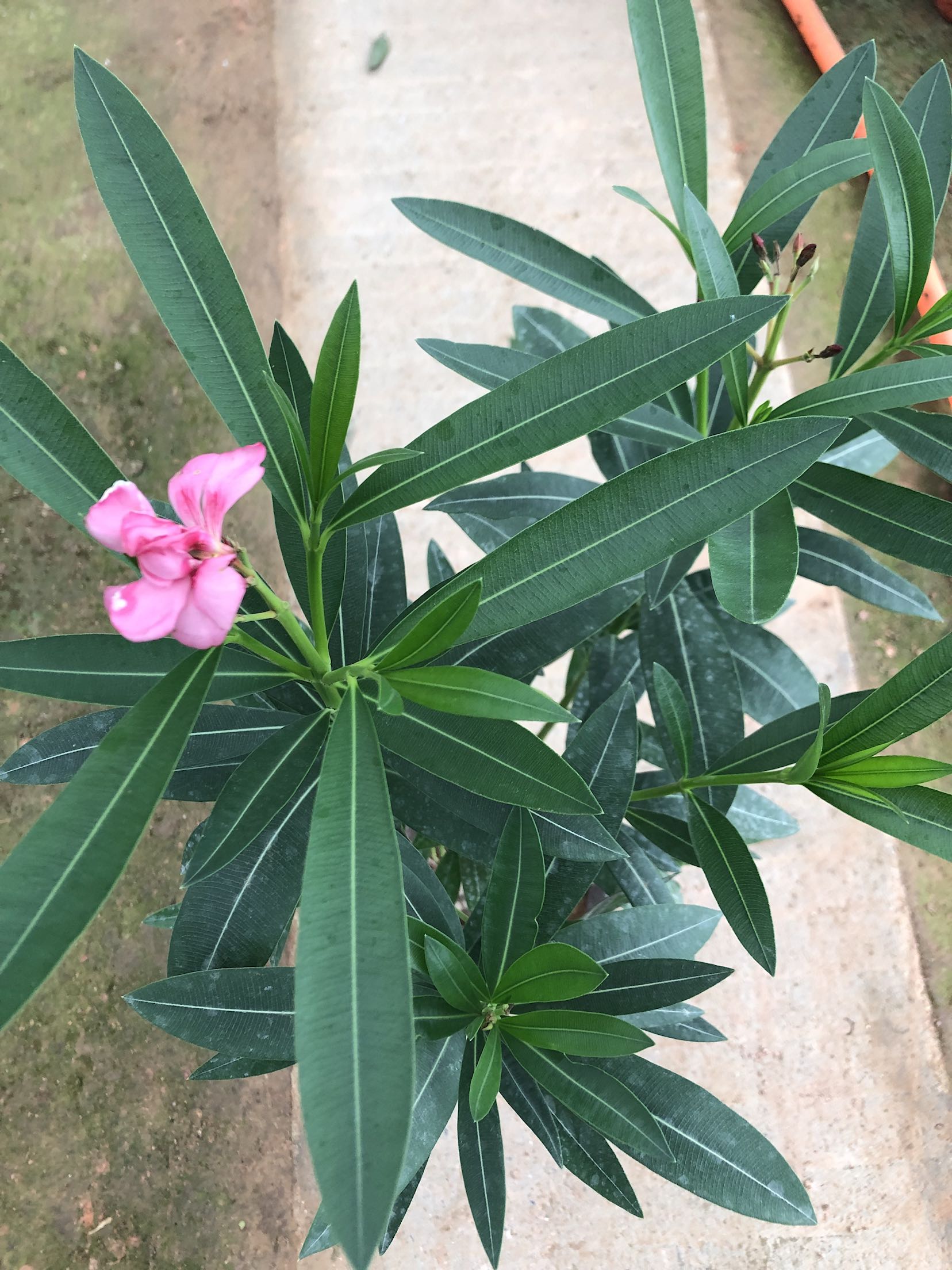 夹竹桃树苗净化空气盆栽花卉柳叶半年红庭庭院绿化花卉