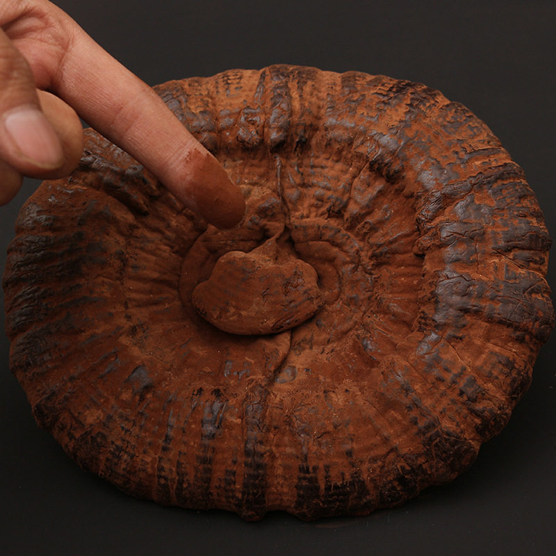 灵芝水灵芝整朵正品养生整枝野生一斤装干整枝灵芝