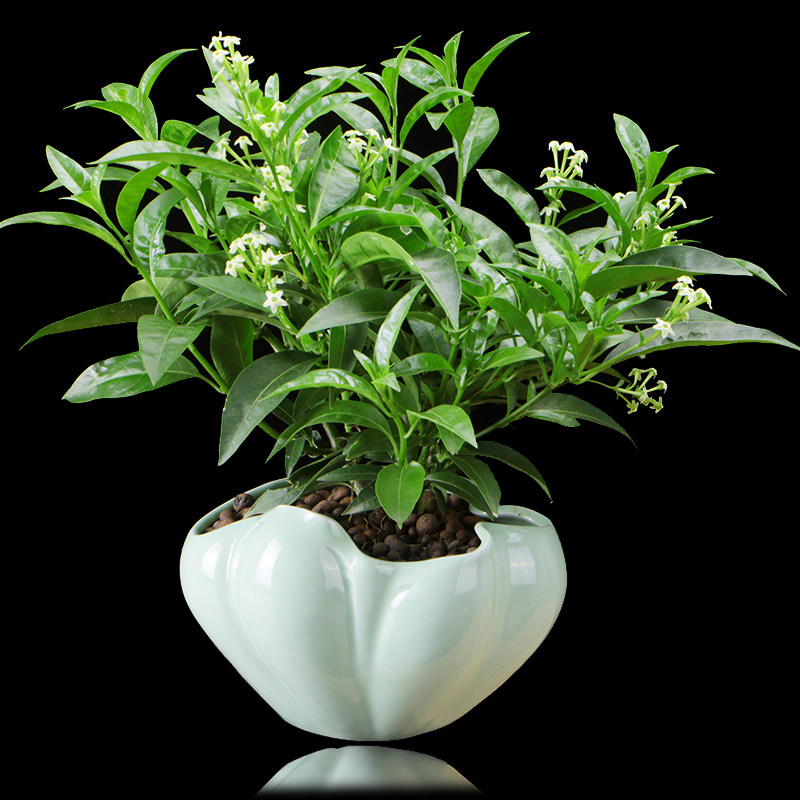 夜来香盆栽卧室花卉客厅观花植物净化空气室内花驱蚊四季带花浓香