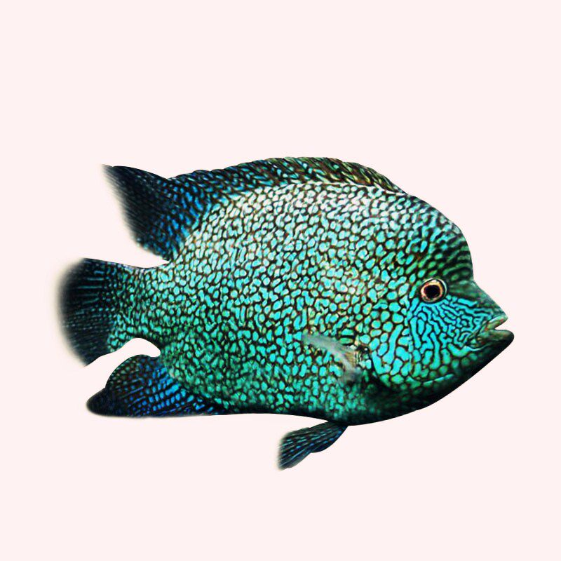 水族活体宠物中大型热带鱼观赏鱼德州豹鱼德萨斯绿巨人鱼