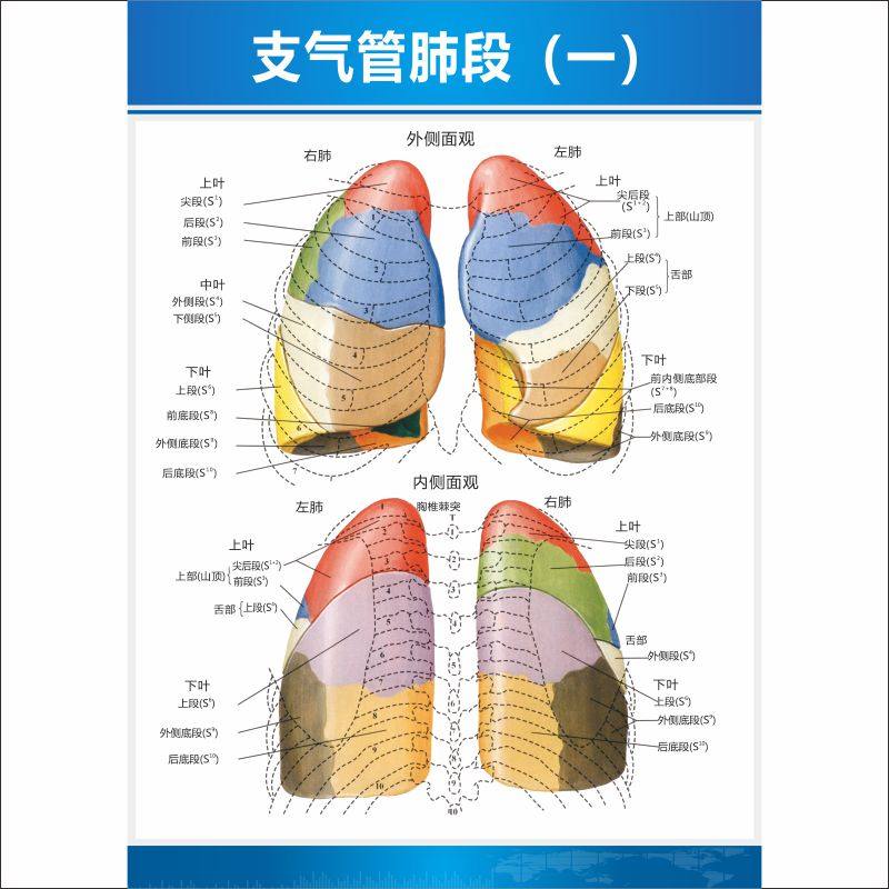 解剖海报呼吸系统支气管肺部医院科室人体图墙写真