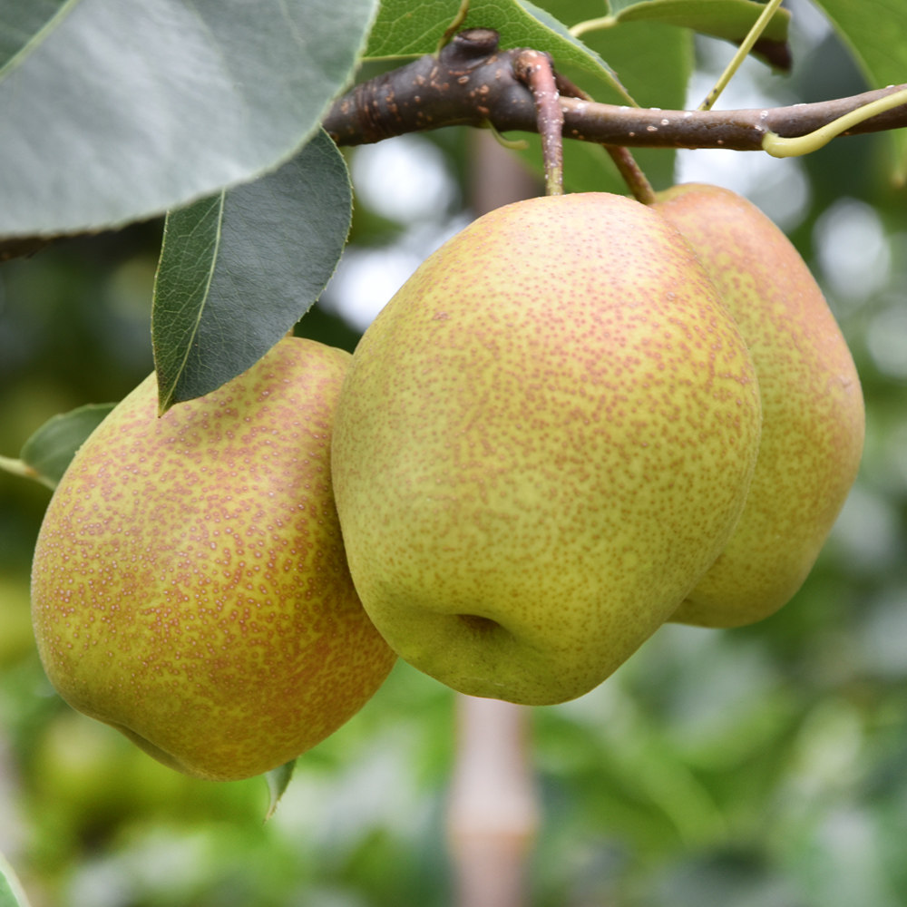 芭芭农场兑换山西红香酥梨3斤新鲜水果梨子梨
