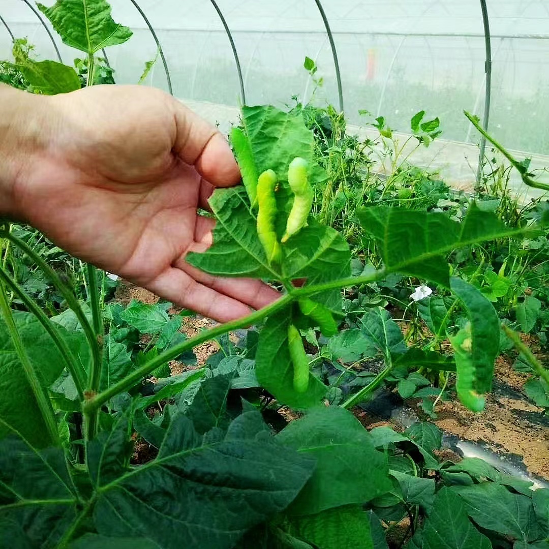 灌云豆丹活豆虫大青虫猪儿虫芝麻虫食用昆虫高蛋白活体鱼饵1斤